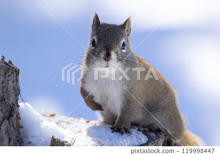 Cute Res squirrel is sitting on the stump with snow in winter. 119998447