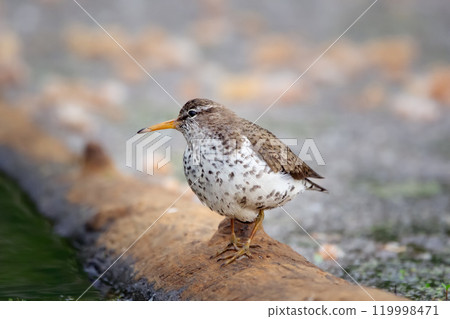Spotted sandpiper is foraging near water from the log in wetland. 119998471