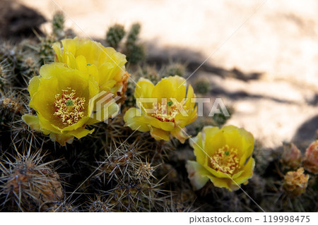 Beautiful yellow prickly pear cactus is blooming in the desert 119998475