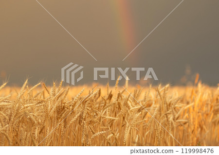 Beautiful field of golden wheat before the storm with rainbow 119998476