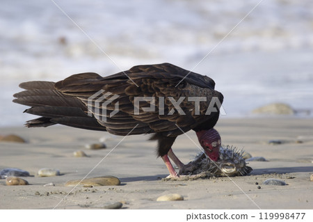 Turkey vulture is eating an eye of the dead fish in the beach Turkey vulture is eating an eye of the dead fish in the beach 119998477