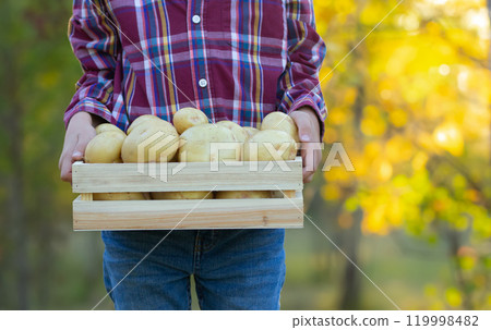 Farmer with a wooden crate of yukon gold potatoes in fall 119998482
