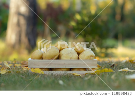 Yukon gold potato in the wooden crate on the green lawn 119998483