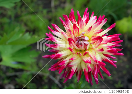 Wonderful Semi-cactus dahlia "Tahiti sunrise", a large flower with yellow center and magenta tips of petals with foliage in the garden. 119998498