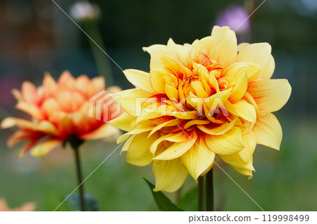 Beautiful yellow bloom with red centers, Dahlia "Dazzling sun"  flowering in the summer garden. 119998499
