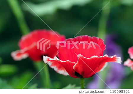 Red Shirley poppies with white rim are blooming in summer garden. 119998501