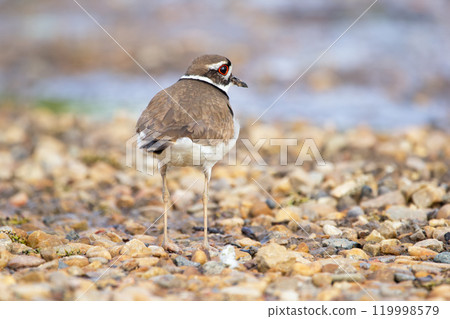 Back view of a cute shore bird Killdeer standing on gravel near the river bank in summer. 119998579