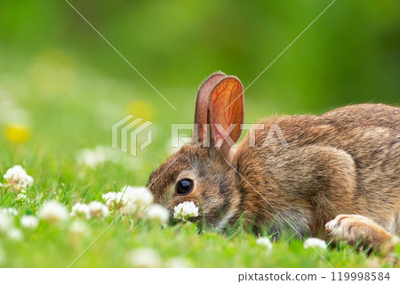 Small and fluffy brown European rabbit is sitting on the lawn and nibbling sweet clover in sunny summer day. 119998584