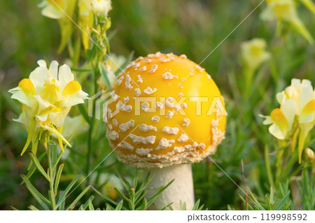Cute and bright yellow mushroom Amanita muscaria (fly agaric) with round cap grows in green grass among yellow wildflowers Yellow toadflax. Cute and bright yellow mushroom Amanita muscaria (fly agaric) with round cap grows in green grass among yellow wildflowers Yellow toadflax. 119998592