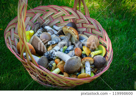Brown wicker basket full of yellow boletes (Hemileccinum subglabripes), birch boletes (Leccinum scabrum) and orange-capped boletes (Leccinum aurantiacum) is on the forest ground in green grass. Brown wicker basket full of yellow boletes (Hemileccinum subglabripes), birch boletes (Leccinum scabrum) and orange-capped boletes (Leccinum aurantiacum) is on the forest ground in green grass. 119998600