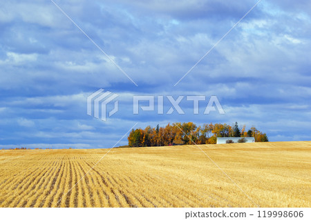 Late autumn scenic landscape in prairies - agricultural field with stubbles after wheat harvesting and a little farm around trees in the horizon, blue cloudy dramatic sky. 119998606