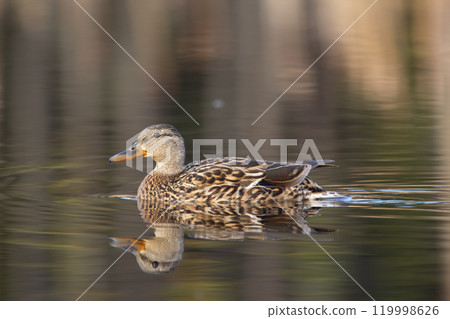 Female duck Green-winged teal is swimming peacefully in calm waters of the lake in spring after migration. Female duck Green-winged teal is swimming peacefully in calm waters of the lake in spring after migration. 119998626