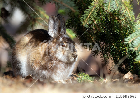 Hare changed his fur to brown, sitting under the fir. 119998665