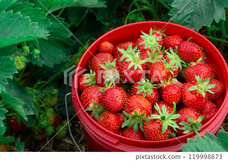 Red pail with strawberries among green foliage in summer garden. Red pail with strawberries among green foliage in summer garden. 119998673