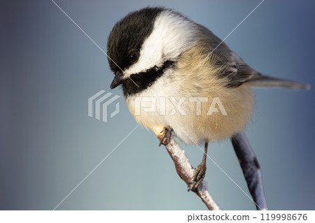Cute little american northern bird Black-capped chickadee is perched on the tree branch in winter, blue background 119998676
