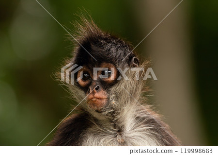 Portrait of cute fluffy Yucatan spider monkey in green jungles looking back. 119998683