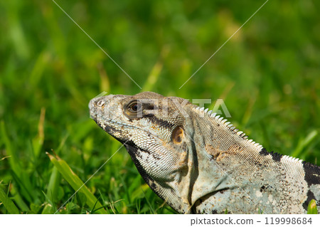 Mexican (or western) spiny-tailed iguana, or stenosaura pectinata, is looking from the grass in a sunny day. Mexico. Mexican (or western) spiny-tailed iguana, or stenosaura pectinata, is looking from the grass in a sunny day. Mexico. 119998684