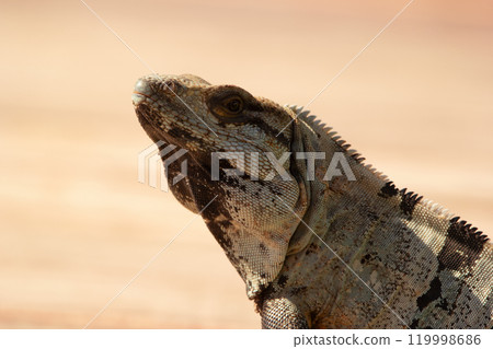 Head of Mexican (or western) spiny-tailed iguana, or stenosaura pectinata, visitor in the yard, blurred background. 119998686