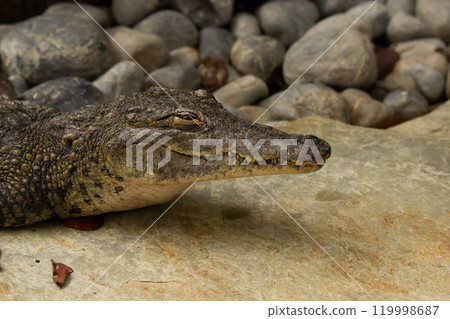 Funny looking Siamese crocodile resting on the rocks in the farm. 119998687