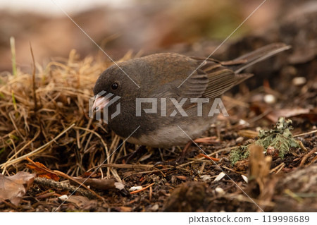 Little songbird Dark-eyed junco is foraging in winter on the ground in dry grass and leaves, looking for seeds. 119998689