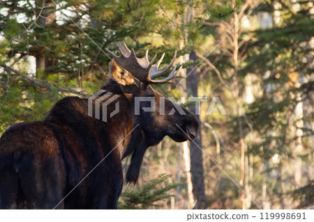 Moose bull with big antlers is standing in dry yellow grass in the forest during autumn hunting season. Moose bull with big antlers is standing in dry yellow grass in the forest during autumn hunting season. 119998691