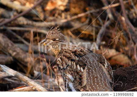 Female ruffed grouse is camouflaging in dry brown grass in autumn in the forest. Female ruffed grouse is camouflaging in dry brown grass in autumn in the forest. 119998692