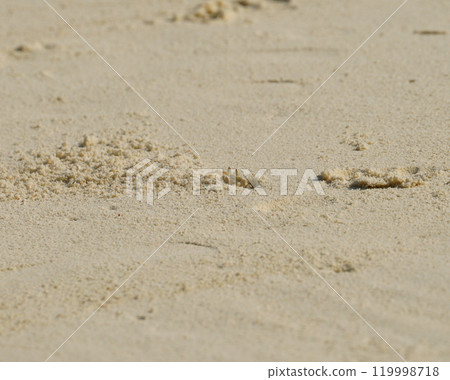 Hermit crab playing peek a burrow 119998718