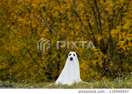Cute Labrador dog is dressed in Halloween ghost costume Cute Labrador dog is dressed in Halloween ghost costume 119998947