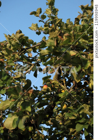 ripe juicy apples tree. harvesting fruits in garden. farm, apple tree fruits on blue sky background. ripe juicy apples tree. harvesting fruits in garden. farm, apple tree fruits on blue sky background. 119998948