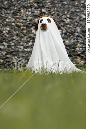 Cute Labrador dog is dressed in Halloween ghost costume, pet is sitting in autumn park Cute Labrador dog is dressed in Halloween ghost costume, pet is sitting in autumn park 119998950