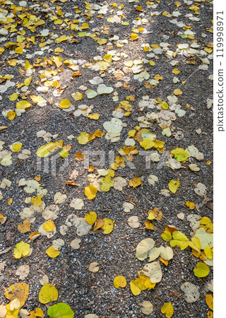 Autumn trees and leaves foliage, Kosutnjak park in Belgrade, Serbia Autumn trees and leaves foliage, Kosutnjak park in Belgrade, Serbia 119998971