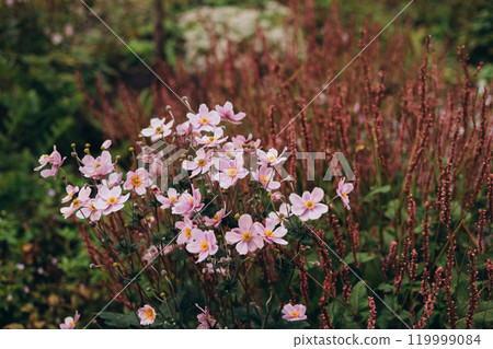 Pink flowers of Japanese anemone blooming in the summer. Japanese anemone is a common name for Eriocapitella japonica. September charm flowers Pink flowers of Japanese anemone blooming in the summer. Japanese anemone is a common name for Eriocapitella japonica. September charm flowers 119999084
