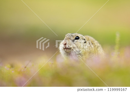 European Ground Squirrel, Spermophilus citellus, eat the seed in the green grass during spring. Czech Republic. Wildlife scene from nature. European souslik on meadow. 119999167