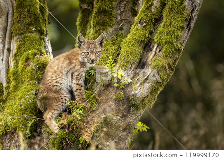 Lynx, eurasian wild cat on green mossed tree with green forest in background, animal in the nature habitat, Europe 119999170