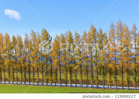 Windproof forest of larch Windproof forest of larch 119999227