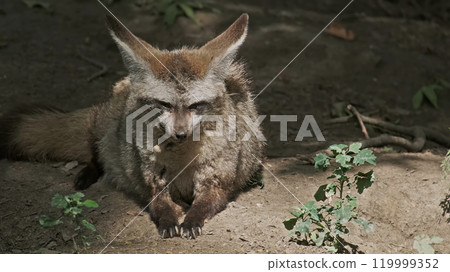 Bat Eared Fox 119999352