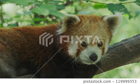 Red panda on tree Red panda on tree 119999353