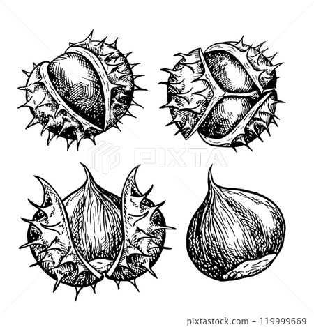 A set with chestnut fruits. Vector graphics depicting chestnut fruits in the peel and without the peel. A black and white hand-drawn illustration. On a white background. A set with chestnut fruits. Vector graphics depicting chestnut fruits in the peel and without the peel. A black and white hand-drawn illustration. On a white background. 119999669