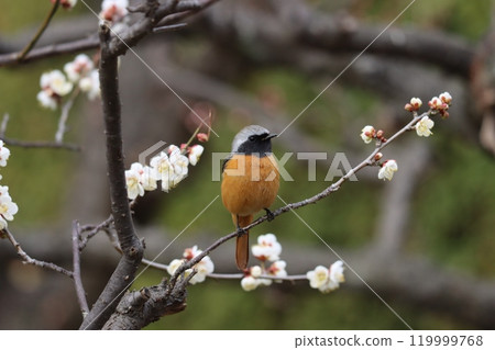 Daurian redstarts seen around the time when plum blossoms bloom 119999768