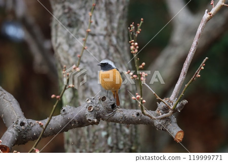 Daurian redstarts seen around the time when plum blossoms bloom 119999771