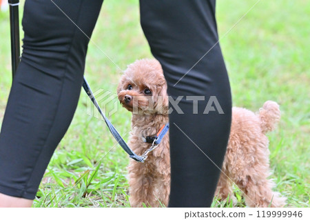 可愛的玩具貴賓犬散步 119999946