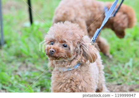 A cute toy poodle taking a walk 119999947