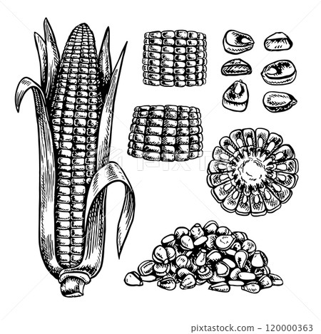 A set with corn. Sliced and whole corn cobs and grains. Vector graphics. Black and white hand-drawn illustration. On a white background. Great for labels, menus, posters and packages. 120000363