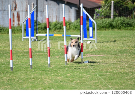 Sheltie playing in the dog run Sheltie playing in the dog run 120000408