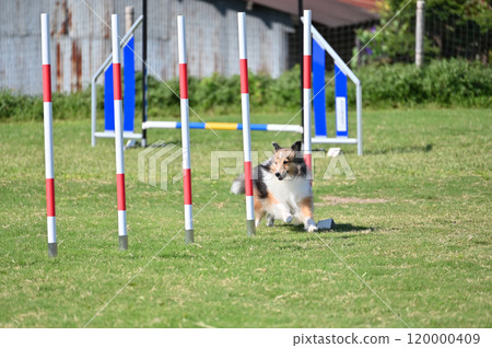 喜樂蒂牧羊犬在狗舍裡玩耍 120000409