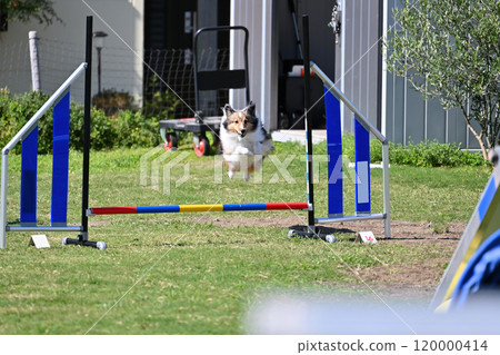 Sheltie Jumping Sheltie Jumping 120000414