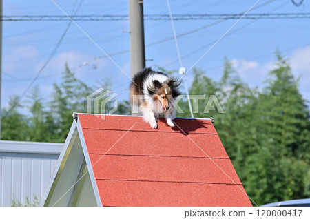 喜樂蒂牧羊犬在狗舍裡玩耍 120000417