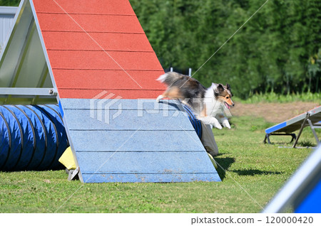 Sheltie playing in the dog run 120000420