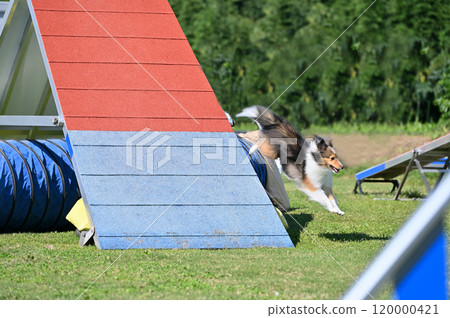 Sheltie playing in the dog run Sheltie playing in the dog run 120000421