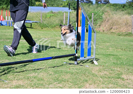 Sheltie playing with female 120000423